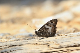 <p>OKÁČ (Hipparchia aristaeus/cretica?/Řecko - Kréta</p>